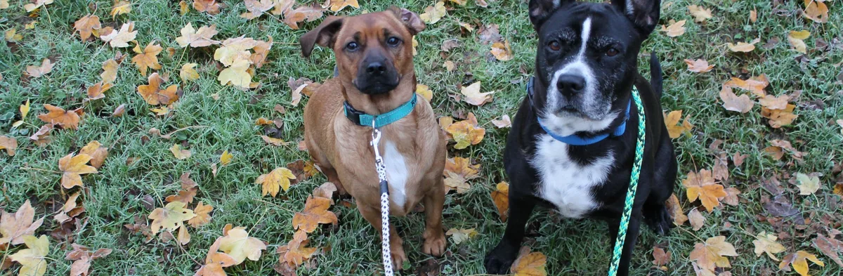 Zwei Hunde im Herbstlaub